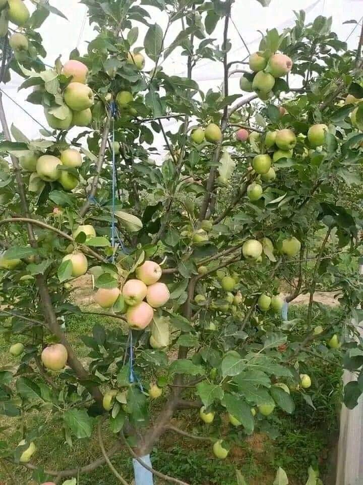 Dorsett Golden Apple (ડોર્સેટ ગોલ્ડન સફરજન)